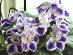 african violets