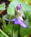 little violets only bloom in the winter