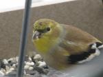 American Goldfinch