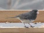 Dark eyed junco