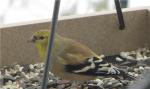 American Goldfinch