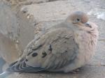 Mourning Dove