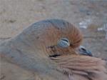 Snoozing Mourning Dove