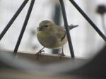 American Goldfinch