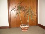 Tri color Dracaena