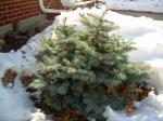 Dwarf Globe Blue Spruce