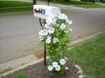 clematis in Spring