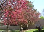 crabapples in spring