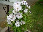 clematis in spring