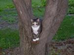 Chloe in the Crabapple