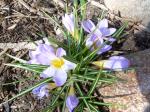 crocus