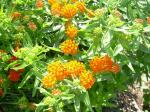 Asclepias,  Butterfly Milkweed