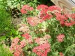 Yarrow "paprika"