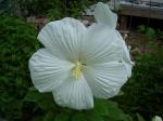 Hardy Hibiscus