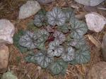 Heuchera "Plum Pudding"