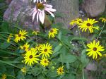 Rudbeckia