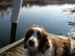 Missy on the dock