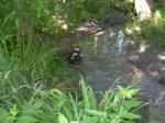 Missy in the creek