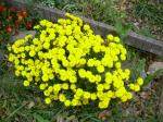 Fall Mums