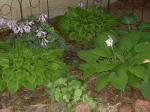 Hostas& Coral Bells