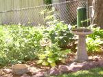 Dogwood, Hostas, Goat's beard