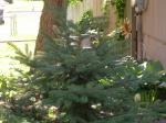 Colorado Blue Spruce