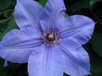 Clematis 'William Kennet'