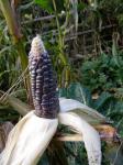 Mature Hooker's Corn ready for drying