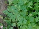 Italian or Flat Leaf Parsley