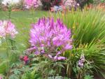 Cleome