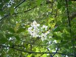 A hanging Rose