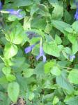 Black and Blue Salvia - Salvia guaranitica