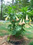 Angel Trumpets