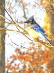 Blue Jay