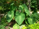 The Elephant Ears