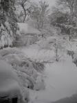 Back yard at 9:30 a.m.  Lilac bush laying over the garden path....