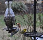 Reb bellied woodpecker & pine warbler