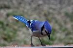 Blue Jay