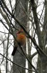 Female Cardinal