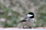 Carolina Chickadee