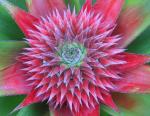 Flowering Pineapple