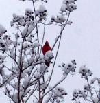 Cardinal in snowy tree