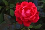 Double Knockout rose