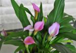 Calla Lily