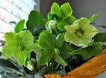 Helleborus