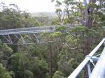 Valley of the Giants - 40m up on the Treetop Walk