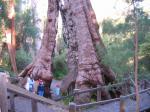 At the base of an ancient Tingle tree - Walpole Nornalup National Park