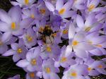 Bumble bee on crocus