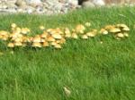 mushrooms in the grass...signs of spring
