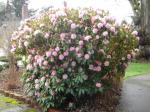 Oh my! a rhodie blooming already????